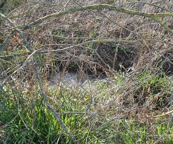 AW Group Ecology Project Stream